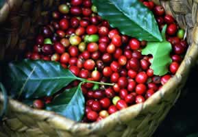 Uganda Coffee Federation
